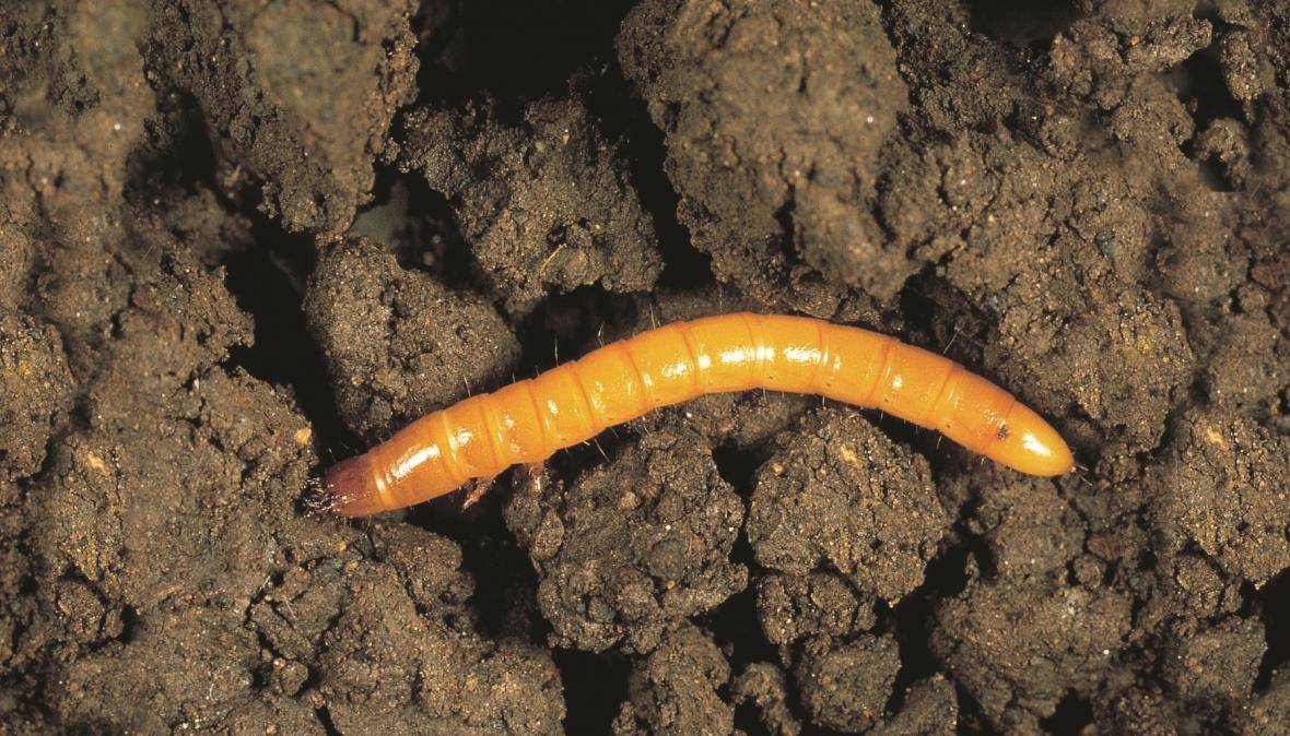 #AgriotesLineatus: Understanding and Combating the Wireworm Menace