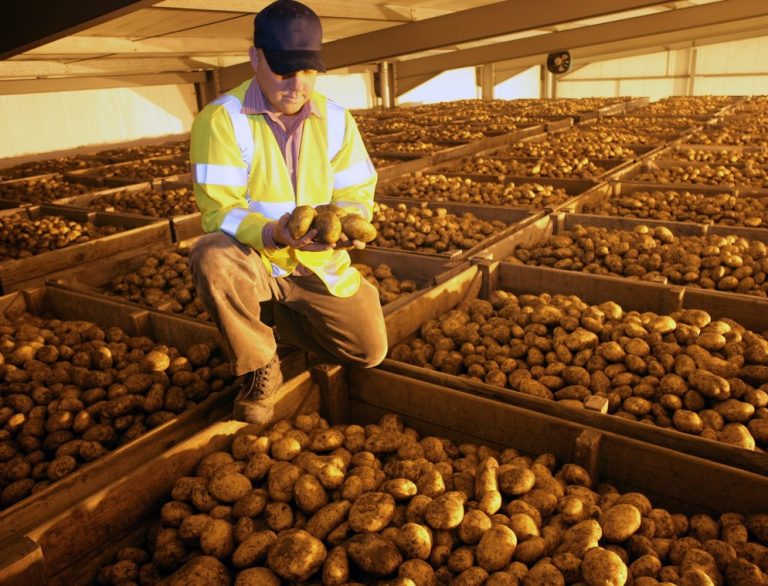 Revolutionizing Potato Storage: DMN Natural Bio-Control Set for International Regulatory Approval
