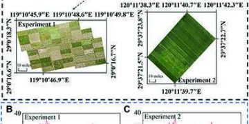 Eyes in the sky: Using drones to assess the severity of crop diseases