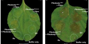 Giving plants animal antibodies to help them ward off diseases