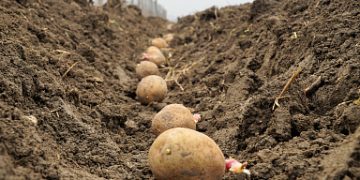In Dagestan, one of the first in the country began planting early potatoes