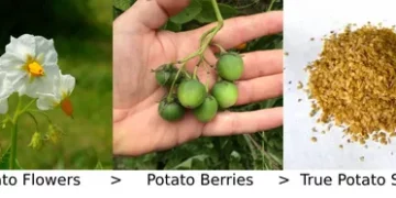 How to Grow True Potato Seeds: A Comprehensive Guide for Potato Farmers and Enthusiasts