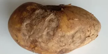 Battling Potato Anthracnose: Prevention, Detection, and Treatment Techniques for a Devastating Disease