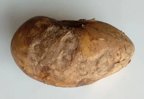 बैटलिंग पोटैटो एन्थ्रेक्नोज: प्रिवेंशन, डिटेक्शन, एंड ट्रीटमेंट टेक्निक्स फॉर ए डेस्टेटिंग डिजीज