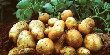 Northwest Chinese Baby Potatoes: The New Crop That Can Benefit Farmers and Boost Agriculture