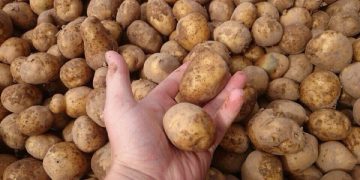 The Importance of Quality Seed Potatoes in Maximizing Crop Yields