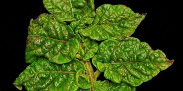 The Silent Menace: Potato Mycoplasma and Its Impact on Potato Production