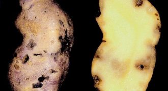 Rosselkhoznadzor has abolished the quarantine phytosanitary zone for the golden potato nematode in the Belevsky district of the Tula region