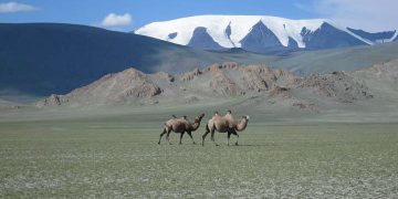 Nitrogen addition affects trait divergence of plant community assembly