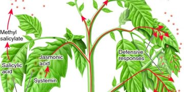 How jasmonate signaling is enhanced under phosphorous-deficient conditions in plant physiology