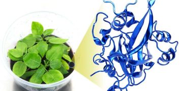 Plant and microbe matchmaking for better bioenergy crops
