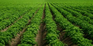 The Impact of Climate Change on Potato Production: Challenges and Opportunities for Sustainable Agriculture
