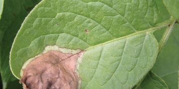 Fighting Late Blight: A Guide for Farmers and Agricultural Scientists