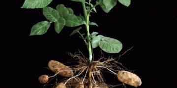 Blocking gene that inhibits root growth may enhance drought resistance in crops