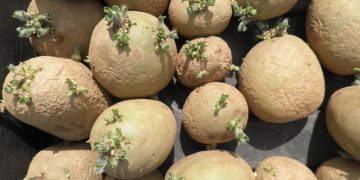 Investment Aid Scheme for Seed and Chipping Potatoes: Opportunities for Farmers and Agribusinesses
