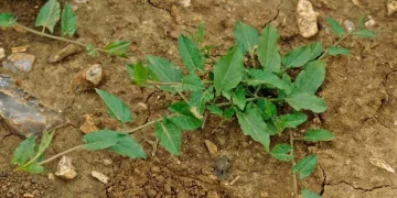 A New Approach to Weed Management: The Future of Sustainable Agriculture