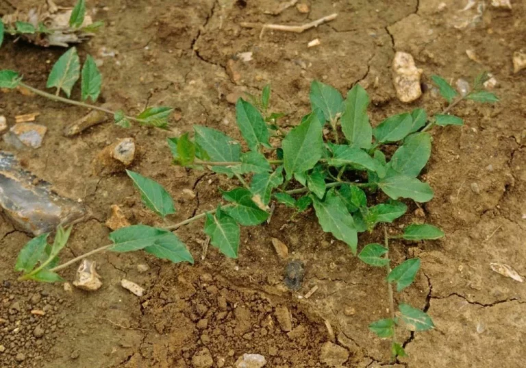 A New Approach to Weed Management: The Future of Sustainable Agriculture