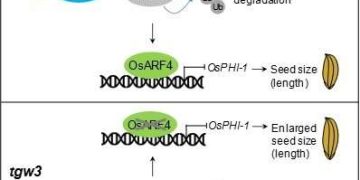 Scientists uncover phosphorylation-driven auxin signaling pathway for seed size regulation
