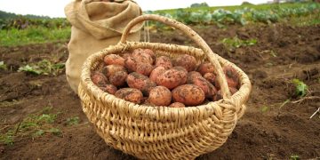 Punjab Potato Growers Urge Government Assistance Amid Low Prices