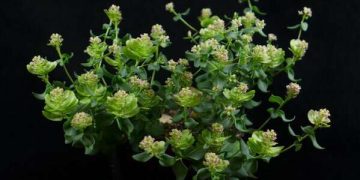 The dual face of photoreceptors during seed germination