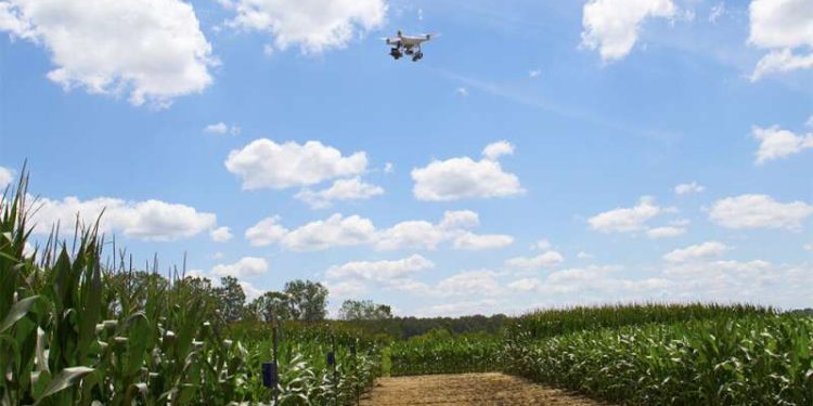 A standard RGB camera attached to a drone, combined with AI deep learning, can provide crop health color maps, a new study shows. Photo: Diane Godwin. Credit: Diane Godwin.