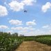 A standard RGB camera attached to a drone, combined with AI deep learning, can provide crop health color maps, a new study shows. Photo: Diane Godwin. Credit: Diane Godwin.