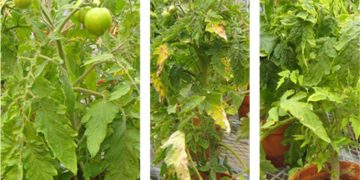 The Hidden Danger Lurking in Your Tomato Plants: PSTVd (Potato spindle tuber viroid)