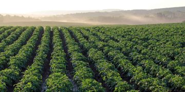 United Potato Growers of Canada (UPGC) expands to become truly national