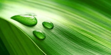 #WASTELESS: EU Launches New Project to Reduce Food Waste