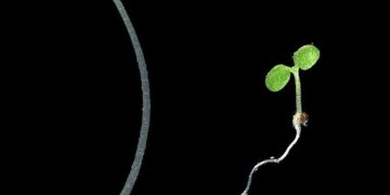 Without this, plants cannot respond to temperature