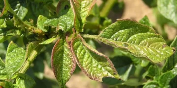 Helping plants grow as phosphorus levels in soil deplete