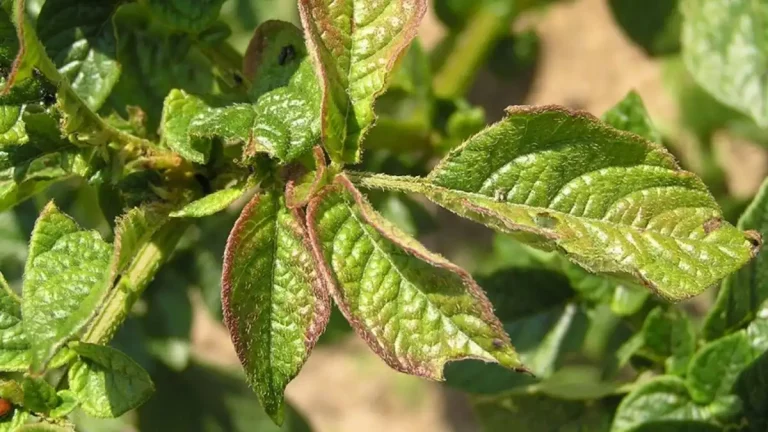 Helping plants grow as phosphorus levels in soil deplete 49 Helping plants grow as phosphorus levels in soil deplete