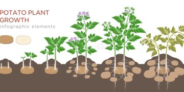 Growing Potatoes in Oklahoma: Tips for Successful Potato Production