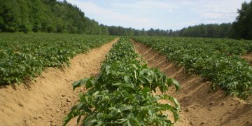 The Potato Industry in Spain: Navigating High Prices and Challenging Export Conditions