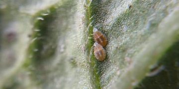 Paratrioza (Bactericera cockerelli), the new threat to potato cultivation in Colombia