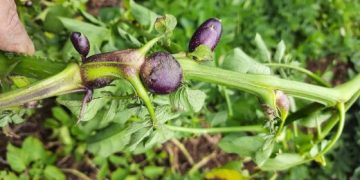 Managing Paratrioza Infestation in Potato Crops: A Look into Two Promising Solutions