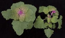 Understanding the Impact of Potato Virus T on Potato Crops: A Comprehensive Overview 18 Understanding the Impact of Potato Virus T on Potato Crops: A Comprehensive Overview
