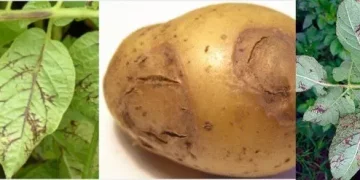 The Threat of Potato Virus Y: Prevention and Management Strategies