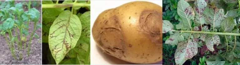 The Threat of Potato Virus Y: Prevention and Management Strategies 35 The Threat of Potato Virus Y: Prevention and Management Strategies