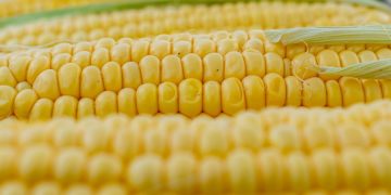 Enhancing Potato Shelf Life with Zein-based Germination Inhibitors