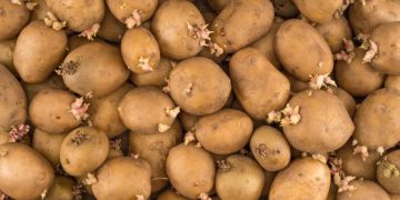 Forecasting Potato Sprout Development Throughout Storage: A Sustainable Solution for Potato Storage Management