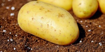 Controlling Nitrogen for Potato Tuber Sprouting: Impacts on Tuberization