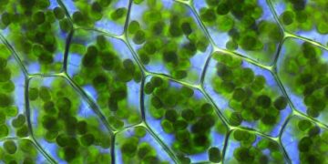 Revolutionizing Potato Storage: Using Chlorophyll Production as a Physiological Indicator