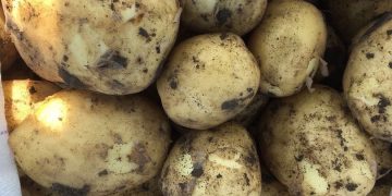 Extra Early Primaline Potatoes now available in France