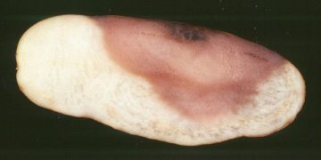 Pink Rot: The Silent Killer of Potato Crops