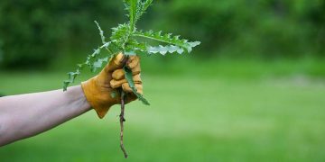 FMC Trials Show Great Promise for the Future of Weed Control in Agriculture