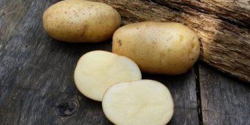 Revolutionizing the Potato Industry: Russian Breeders Develop Industrial Potato Varieties
