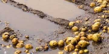 Climate Change and Agriculture: The Impact of Extreme Weather Events on Potato Production