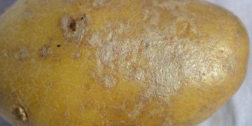 Tackling the Threat of Silver Scurf in Potato Farming: Latest Insights and Strategies