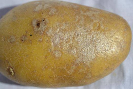 Tackling the Threat of Silver Scurf in Potato Farming: Latest Insights and Strategies 39 Tackling the Threat of Silver Scurf in Potato Farming: Latest Insights and Strategies